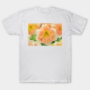Narcissus  &#39;Vanilla Peach&#39;  Daffodil  Division 11a Split-corona T-Shirt